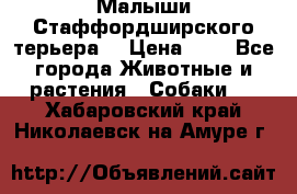 Малыши Стаффордширского терьера  › Цена ­ 1 - Все города Животные и растения » Собаки   . Хабаровский край,Николаевск-на-Амуре г.